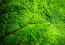 Zelená Leaf