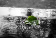 Feuille verte sous la pluie