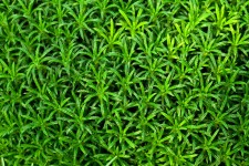 Groene plant wallpaper