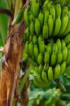 растущие бананы