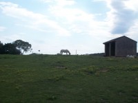 Horse On A Hill
