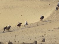 Pferde in der Wüste von Gizeh