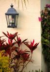 House Light Tropical växter