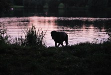 Pes u jezera
