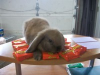No voy a compartir mis caramelos!