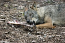 Loup ibérique manger