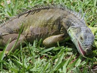 Iguana mangiare