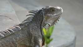 Iguane in Ecuador