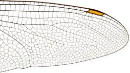 Insect vleugel structuur