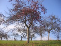 A Apple árvore no outono
