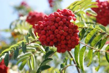 Rowan fructe de padure