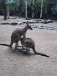 Känguru und Joey