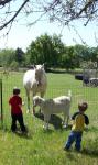 Kids And Farm Animals