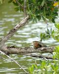 Kingfisher pássaro descansando