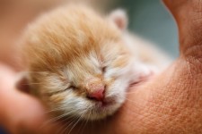 Kitten in de hand