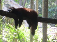 Panda vermelho preguiçoso