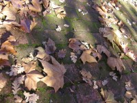 Marche à feuilles