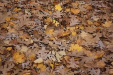 Leaves on forest floor