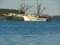 Barcos de langosta