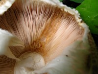 宏蘑菇鳃