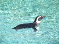 Magellanovo Penguin
