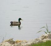 雄性绿头鸭鸭游泳