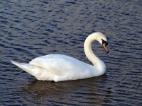 Máma Swan