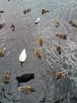 Muitos patos