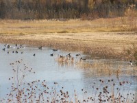 Blandad Flock Of Wild Ducks