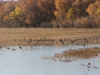 Blandad Flock Of Wild Ducks