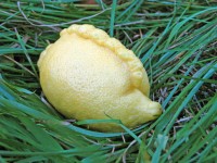 Mohawk limón