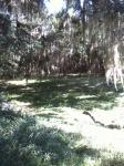Los árboles cubiertos de musgo en Woods