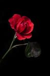 Old Red Rose