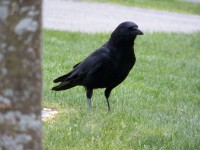 Egy fekete Crow