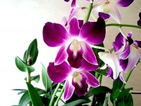 Una flor de la orquídea
