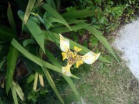 Orchidea virág 4