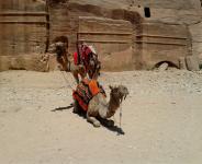 Paar van kamelen