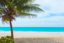 Palm en strand