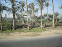 Palmy Egipt