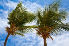 Palms Against Sky