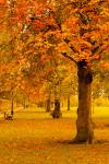 Parco in autunno giallo