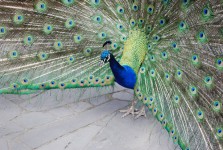 Peacock ukazuje peří