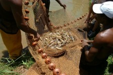La pesca de cangrejos de río