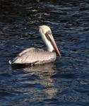 Pelican flotante sobre el agua