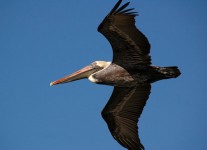 Pelikan Flying