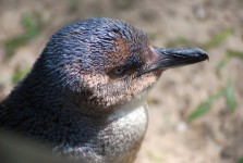 Pinguin profil