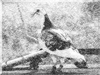 Pigeon Bleistiftzeichnung