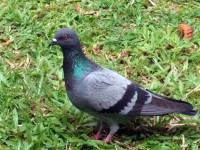 Pigeon sull'erba