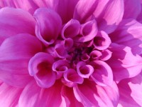 Roze Chrysanthemum