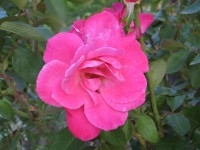 Petunia roz
